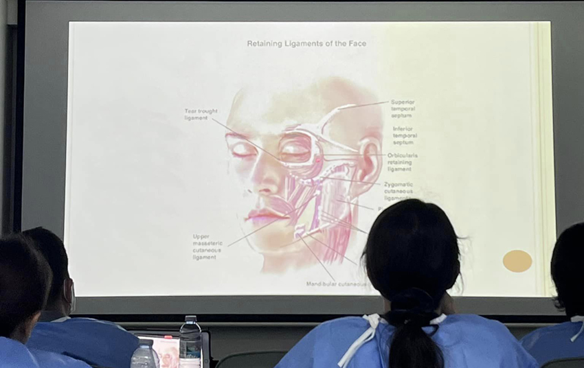 臉部的解剖位置 玻尿酸注射